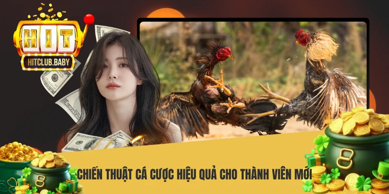 Đá Gà Cựa Dao HITCLUB - Mãn Nhãn Đấu Trường Sát Thương Cao Chiến thuật cá cược hiệu quả cho thành viên mới